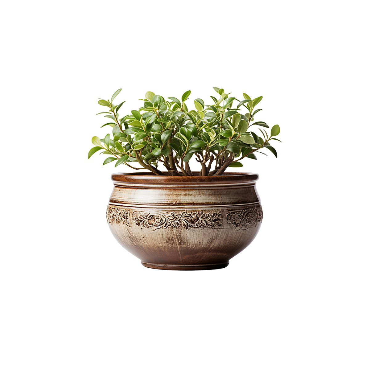 Sierra Artificial Jade Plant in Decorative Pot